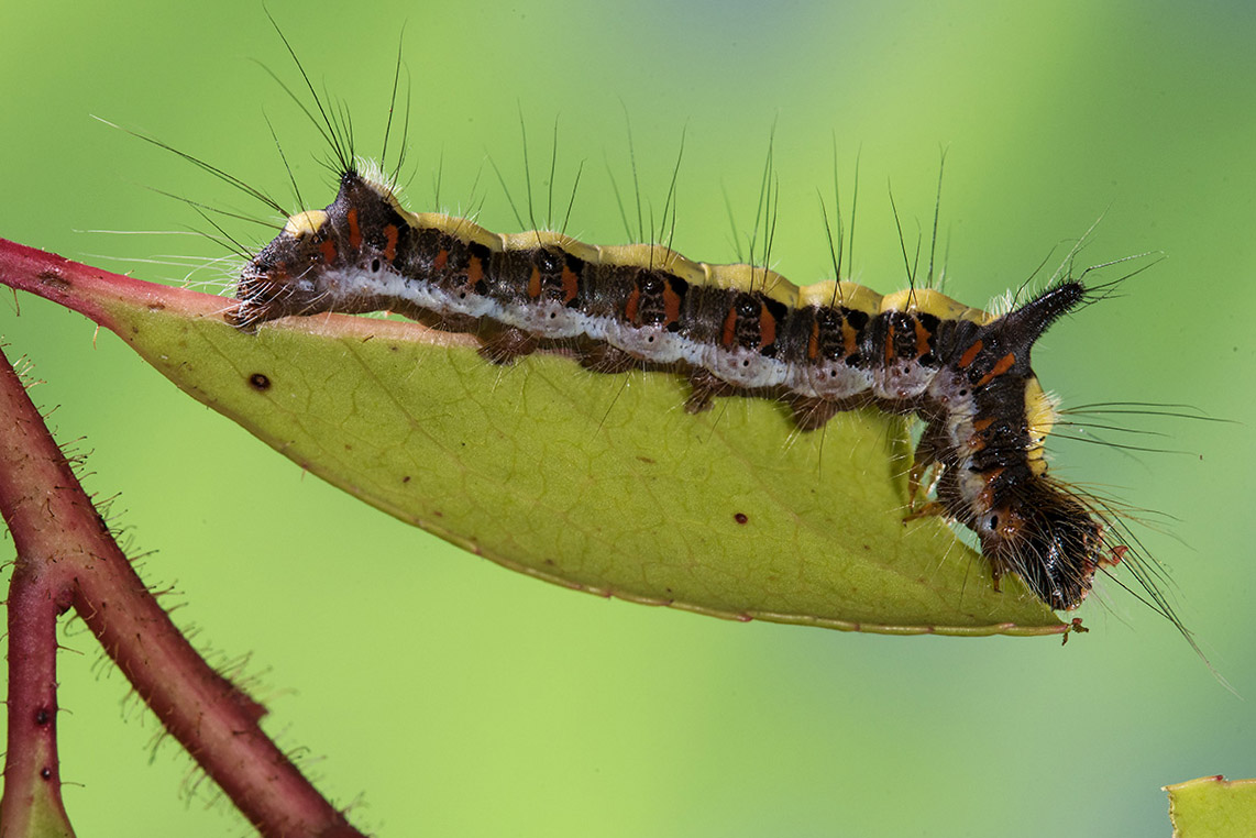 Bruco di Acronicta psi - Noctuidae